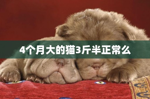 4個月大的貓3斤半正常么