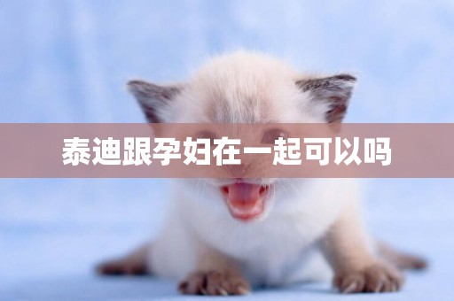 泰迪跟孕婦在一起可以嗎