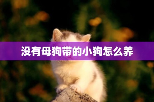 沒有母狗帶的小狗怎么養