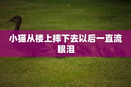 小貓從樓上摔下去以后一直流眼淚