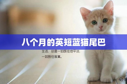八個月的英短藍貓尾巴