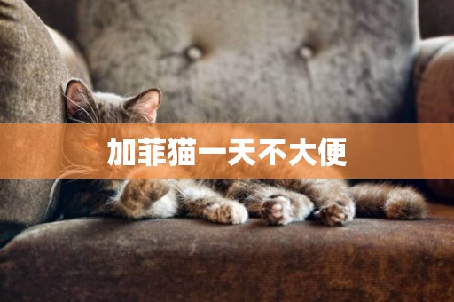 加菲貓一天不大便
