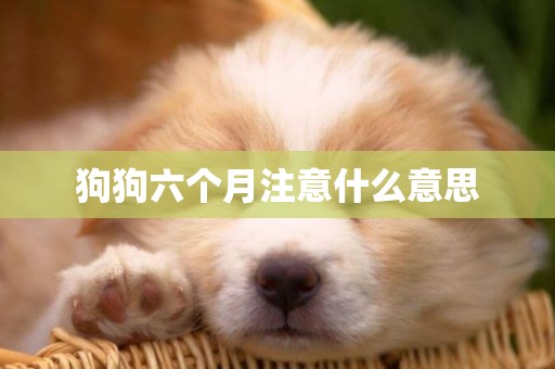狗狗六個月注意什么意思