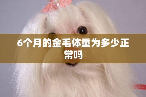 6個月的金毛體重為多少正常嗎