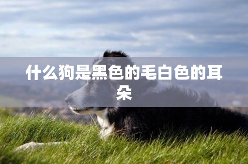 什么狗是黑色的毛白色的耳朵