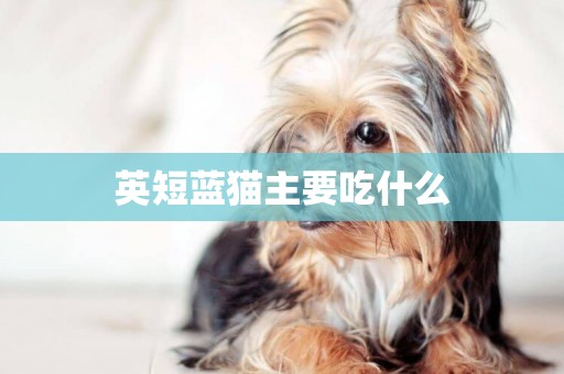 英短藍貓主要吃什么