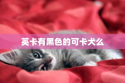 英卡有黑色的可卡犬么