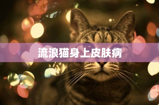 流浪貓身上皮膚病