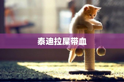 泰迪拉屎帶血