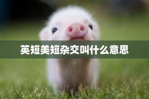 英短美短雜交叫什么意思