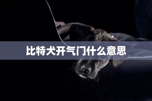 比特犬開氣門什么意思