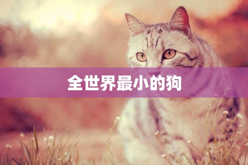 全世界最小的狗