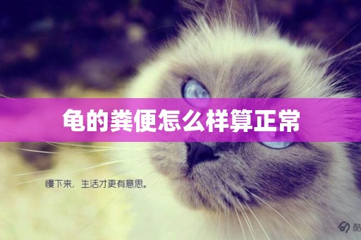 龜的糞便怎么樣算正常