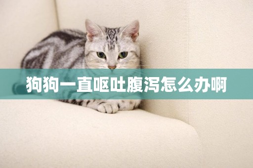 狗狗一直嘔吐腹瀉怎么辦啊
