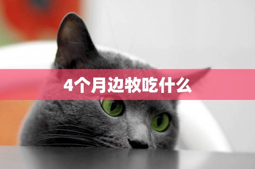 4個月邊牧吃什么