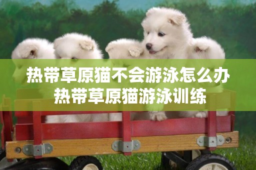 熱帶草原貓不會游泳怎么辦 熱帶草原貓游泳訓練