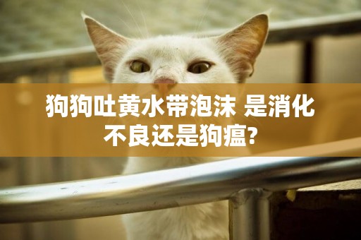 狗狗吐黃水帶泡沫 是消化不良還是狗瘟? 狗狗吐黃水帶泡沫 是消化不良還是狗瘟?