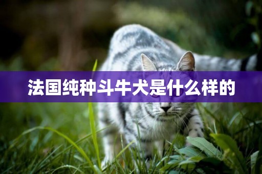 法國純種斗牛犬是什么樣的