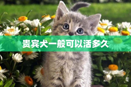貴賓犬一般可以活多久