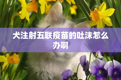 犬注射五聯疫苗的吐沫怎么辦啊