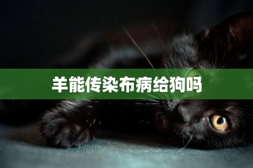 羊能傳染布病給狗嗎
