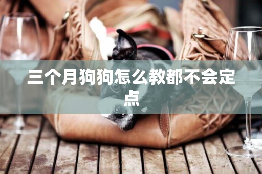 三個月狗狗怎么教都不會定點