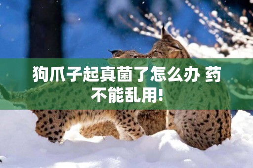 狗爪子起真菌了怎么辦 藥不能亂用!