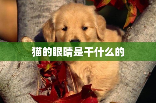 貓的眼晴是干什么的