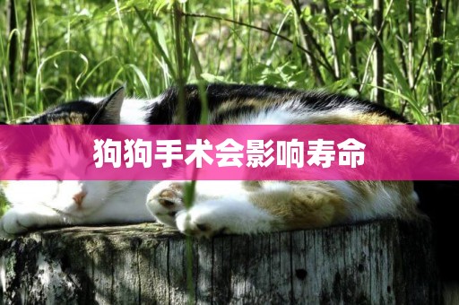 狗狗手術會影響壽命
