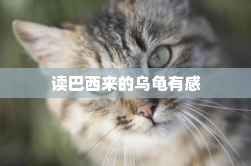 讀巴西來的烏龜有感