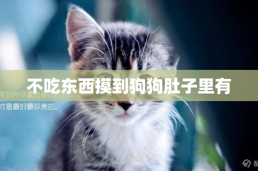 不吃東西摸到狗狗肚子里有