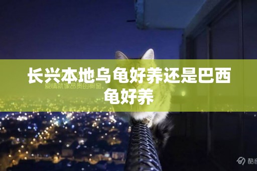 長興本地烏龜好養還是巴西龜好養