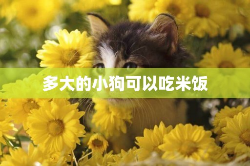 多大的小狗可以吃米飯