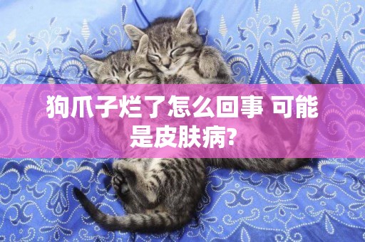 狗爪子爛了怎么回事 可能是皮膚病?