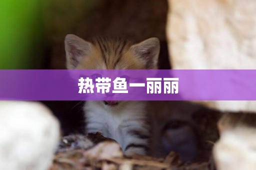 熱帶魚一麗麗