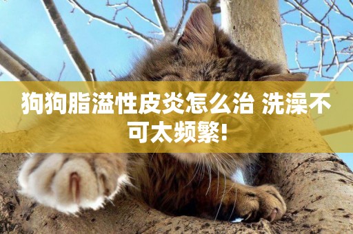 狗狗脂溢性皮炎怎么治 洗澡不可太頻繁!