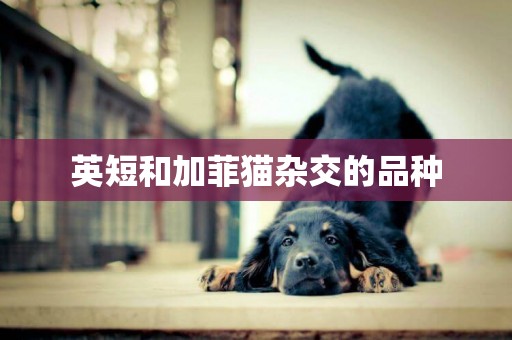 英短和加菲貓雜交的品種