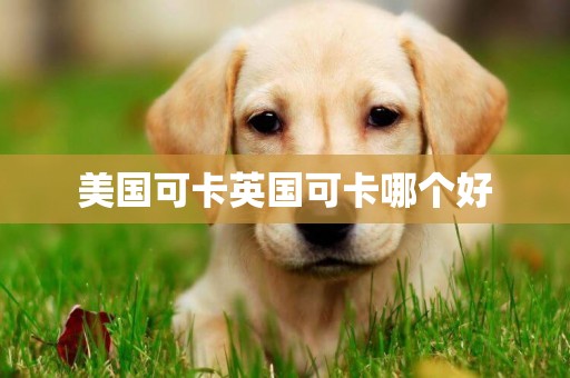 美國可卡英國可卡哪個好