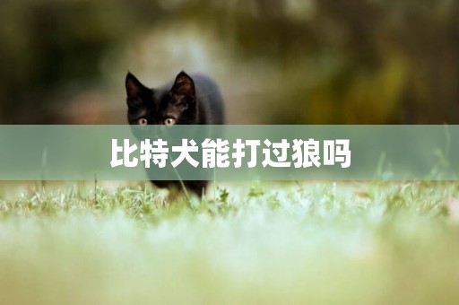比特犬能打過狼嗎