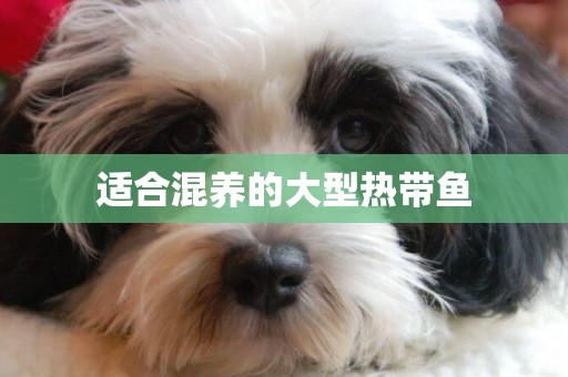 適合混養的大型熱帶魚