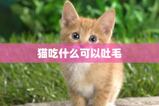 貓吃什么可以吐毛