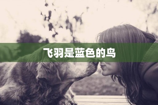飛羽是藍色的鳥