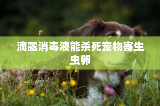 滴露消毒液能殺死寵物寄生蟲卵
