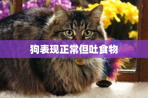 狗表現正常但吐食物