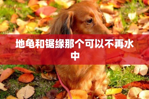地龜和鋸緣那個可以不再水中