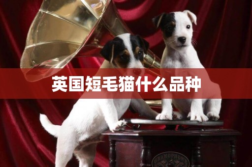 英國短毛貓什么品種