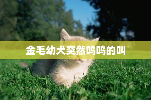 金毛幼犬突然嗚嗚的叫