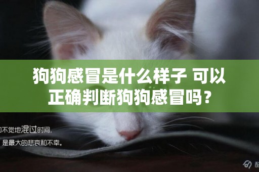 狗狗感冒是什么樣子 可以正確判斷狗狗感冒嗎？
