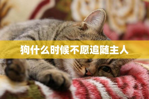 狗什么時候不愿追隨主人