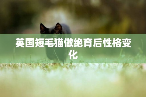 英國短毛貓做絕育后性格變化
